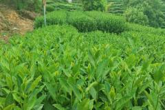 茶叶过期怎么办？茶叶过期被投诉应该怎么办