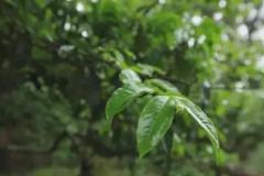 300年古树红茶多少钱(300年的古树红茶)