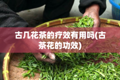 古几花茶的疗效有用吗(古茶花的功效)
