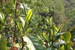普洱茶茶底只有茶树吗(普洱茶的茶树可以做别的茶吗)