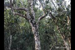 普洱古树茶价格2017年，2020普洱古树茶价格