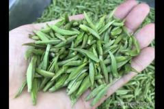 白茶的种类采摘(福鼎白茶的采摘时间是什么时候)