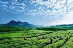 黔西南兴仁县茶叶(贵州兴仁茶叶基地)