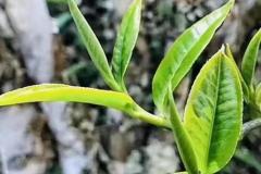 自产自销茶叶做账(公司自产自销的如何做账)