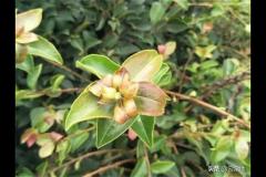 茶树都有什么？茶树都有什么茶叶