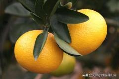 小桔柑是什么茶(小桔柑属什么茶)