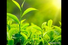 普洱茶式炒作(普洱茶是怎么炒起来的)