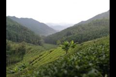 武夷山天园茶叶_武夷山天茶苑茶业有限公司茶叶