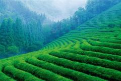 中国四川茶叶(四川茶叶排行榜)